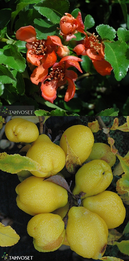 Chaenomeles japonica 'Venus'